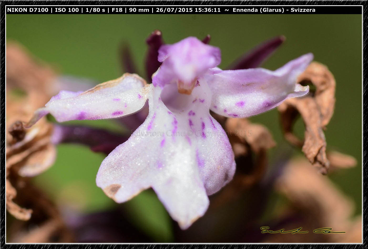 Svizzera - Dactylorhiza maculata subsp fuchsii